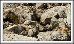 -marmottes-puy-violent-223-sur-330-.jpg