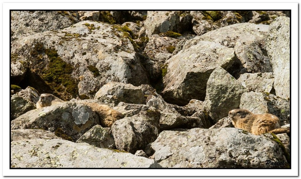 -marmottes-puy-violent-223-sur-330-.jpg