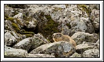 -marmottes-puy-violent-330-sur-330-.jpg
