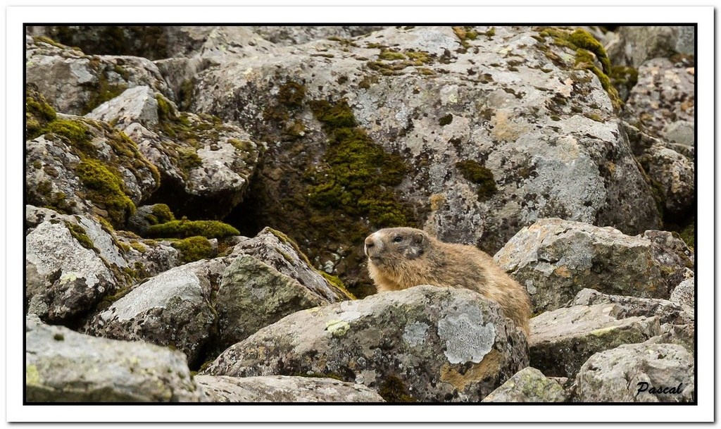 -marmottes-puy-violent-330-sur-330-.jpg