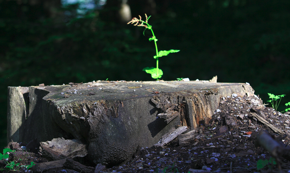 forest