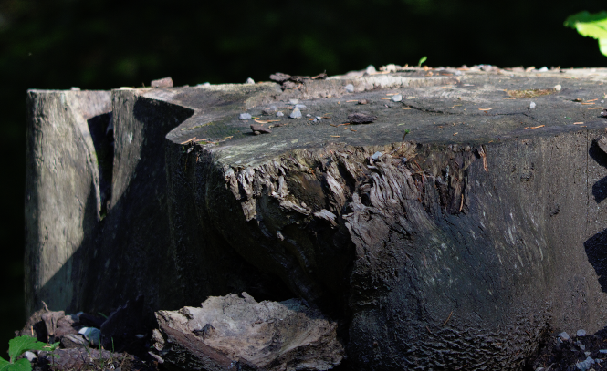 oldtree