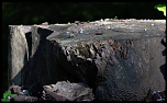 oldtree