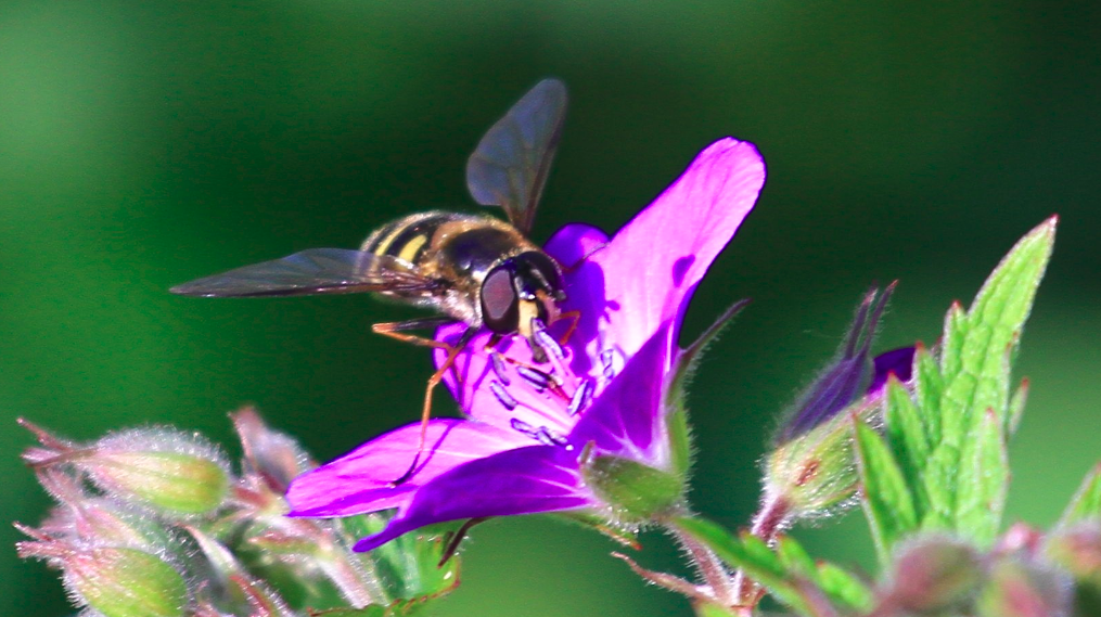 bzzz