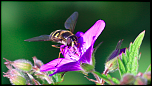 bzzz