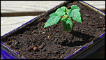 Les 10 derniers post du forum sur votre site-bonsai.png