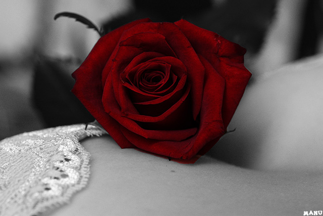 rose pour belle plante