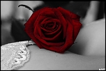 rose pour belle plante