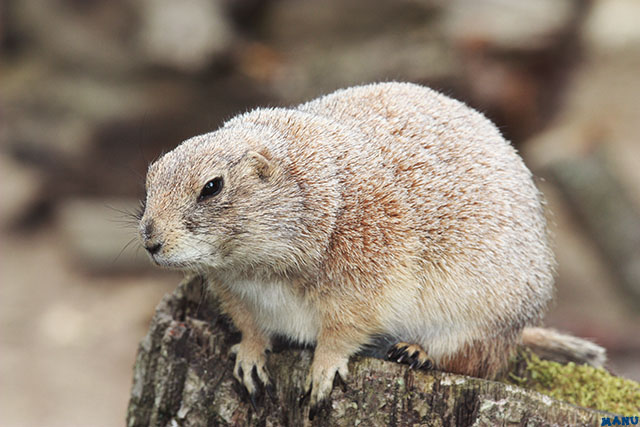 chien de prairie