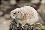 chien de prairie