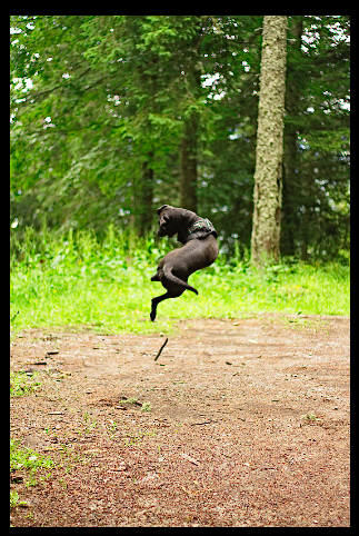 jumplooloo