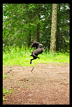 jumplooloo
