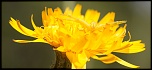 -img_8471.jpg