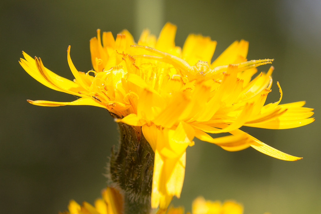 -img_8471-2.jpg