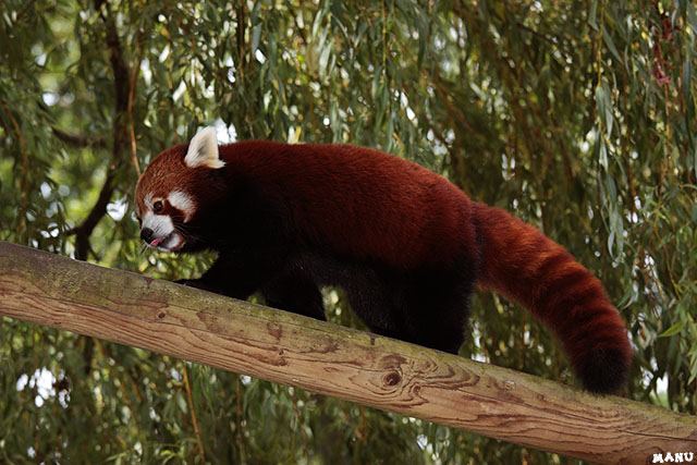 panda roux
