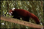 panda roux