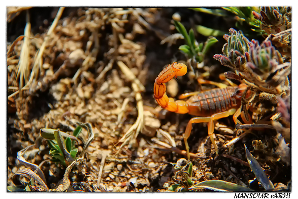 -scorpion-maroc-rif.jpg