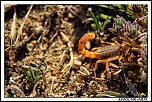 -scorpion-maroc-rif.jpg