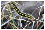 -img_0877.jpg