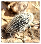 -img_6050.jpg