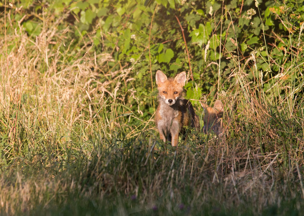 Manuel firmware 7.1 beta-renard1.jpg
