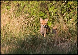 Manuel firmware 7.1 beta-renard1.jpg