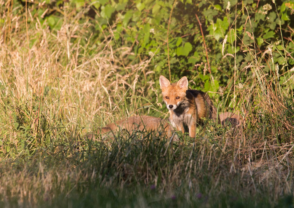 Manuel firmware 7.1 beta-renard2.jpg