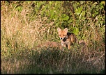 Manuel firmware 7.1 beta-renard2.jpg