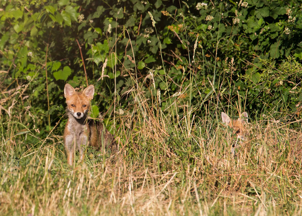 Manuel firmware 7.1 beta-renard4.jpg
