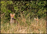 Manuel firmware 7.1 beta-renard4.jpg