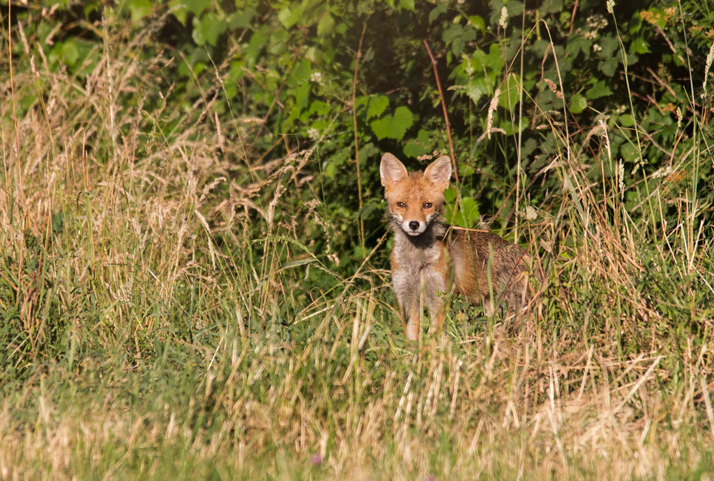 Manuel firmware 7.1 beta-renard5.jpg