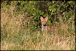 Manuel firmware 7.1 beta-renard5.jpg