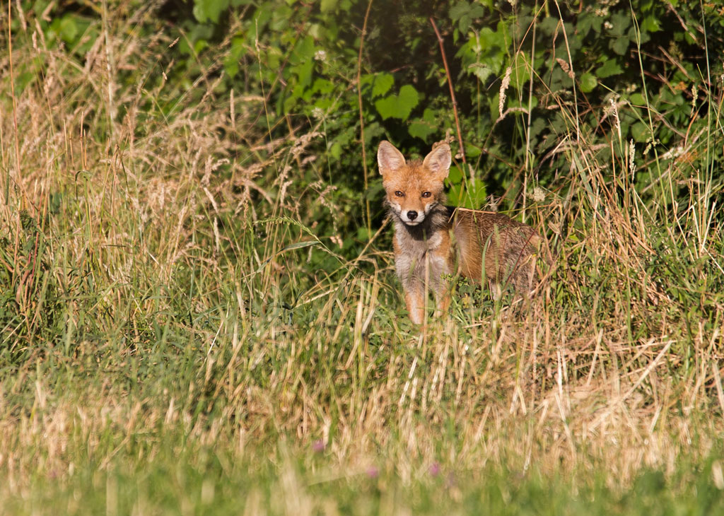 Manuel firmware 7.1 beta-renard6.jpg