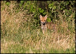 Manuel firmware 7.1 beta-renard6.jpg