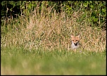 Manuel firmware 7.1 beta-renard7.jpg