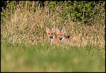 Manuel firmware 7.1 beta-renard12.jpg