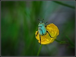 Insectes
