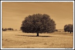 Salut-img_8320.jpg