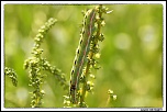 -vers-de-chenille.jpg
