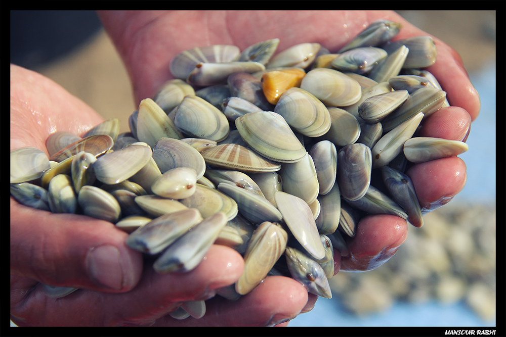 -coquille-bord-de-plage.jpg