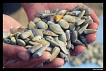 -coquille-bord-de-plage.jpg