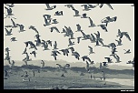 -mouette-rif-oriental.jpg