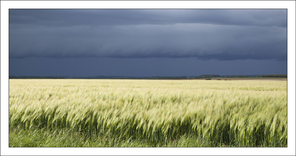 Exportation Ligne de Grains 2014 1