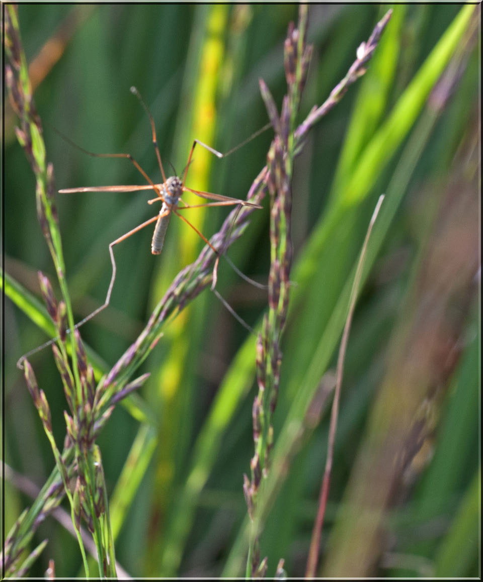 -insecte-002.jpg