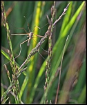 -insecte-002.jpg