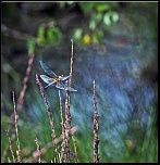 -libellule-001.jpg