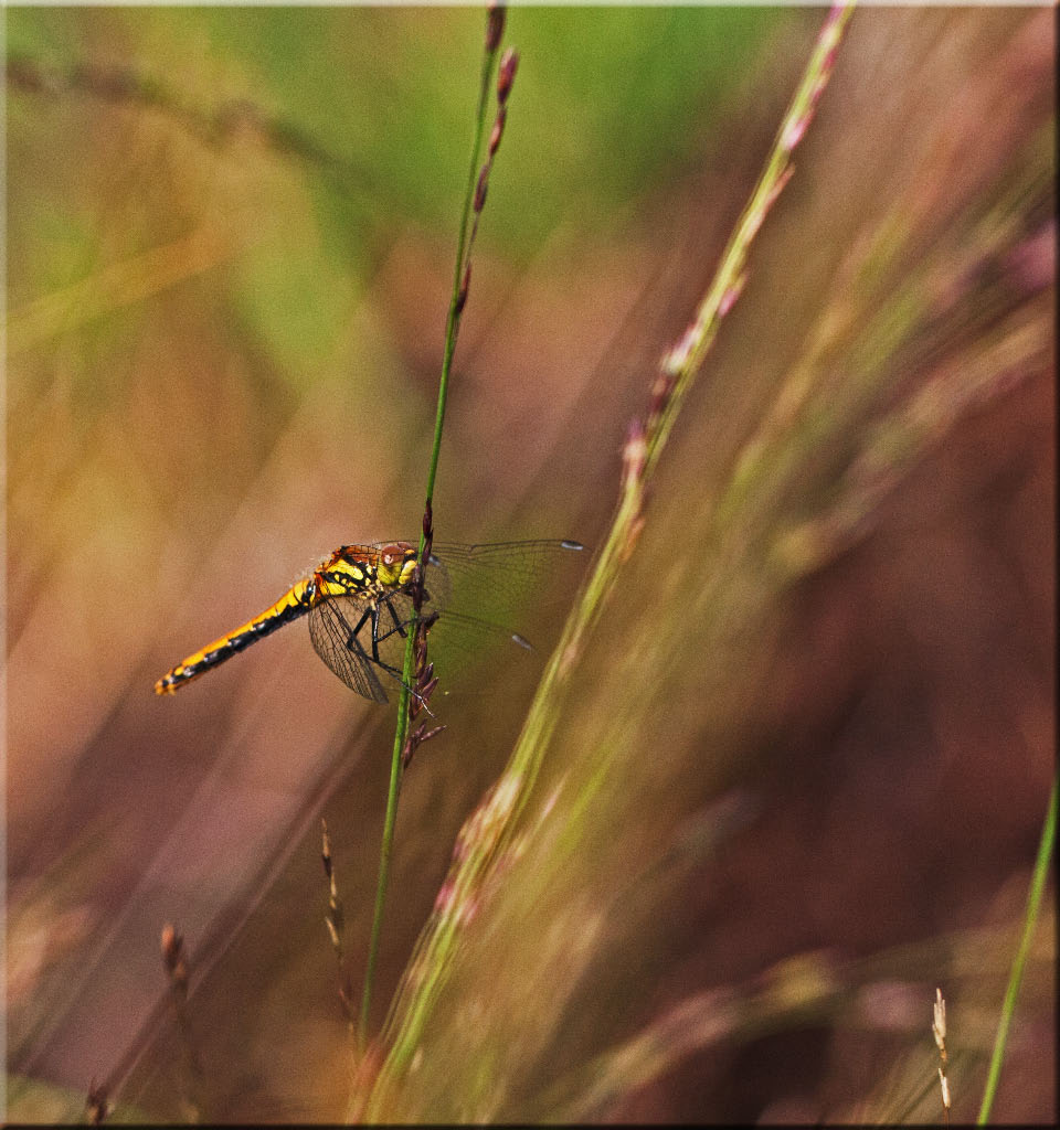 -libellule-jaune.jpg