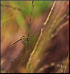 -libellule-jaune.jpg