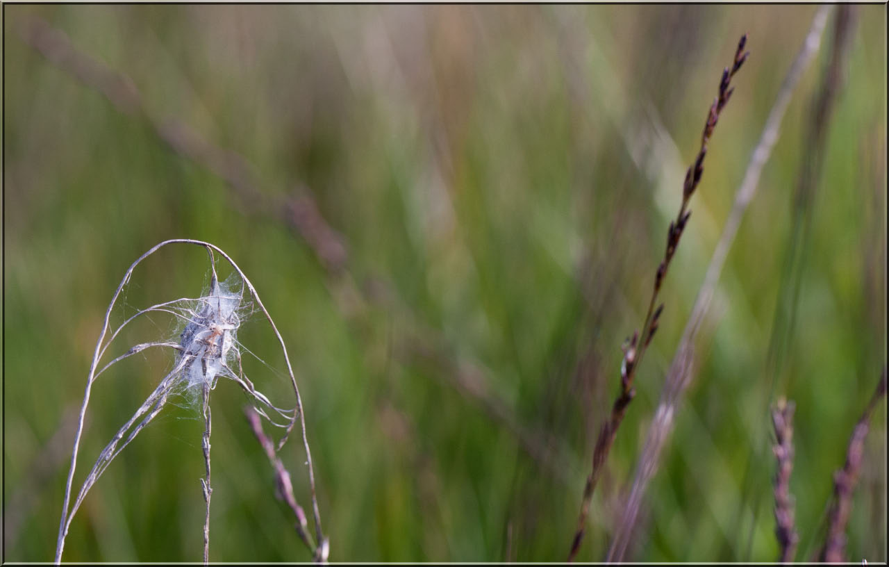 -variation-sur-herbe.jpg