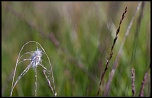 -variation-sur-herbe.jpg